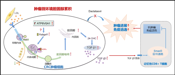 医学部付利教授团队在Nature Communications发表肥胖促进肿瘤免疫逃逸研究成果