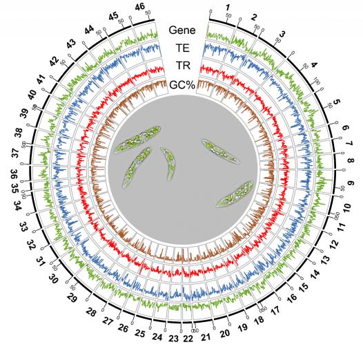 生命与海洋科学学院王江新、赵丽青团队成功解析染色体水平的纤细裸藻基因组图谱